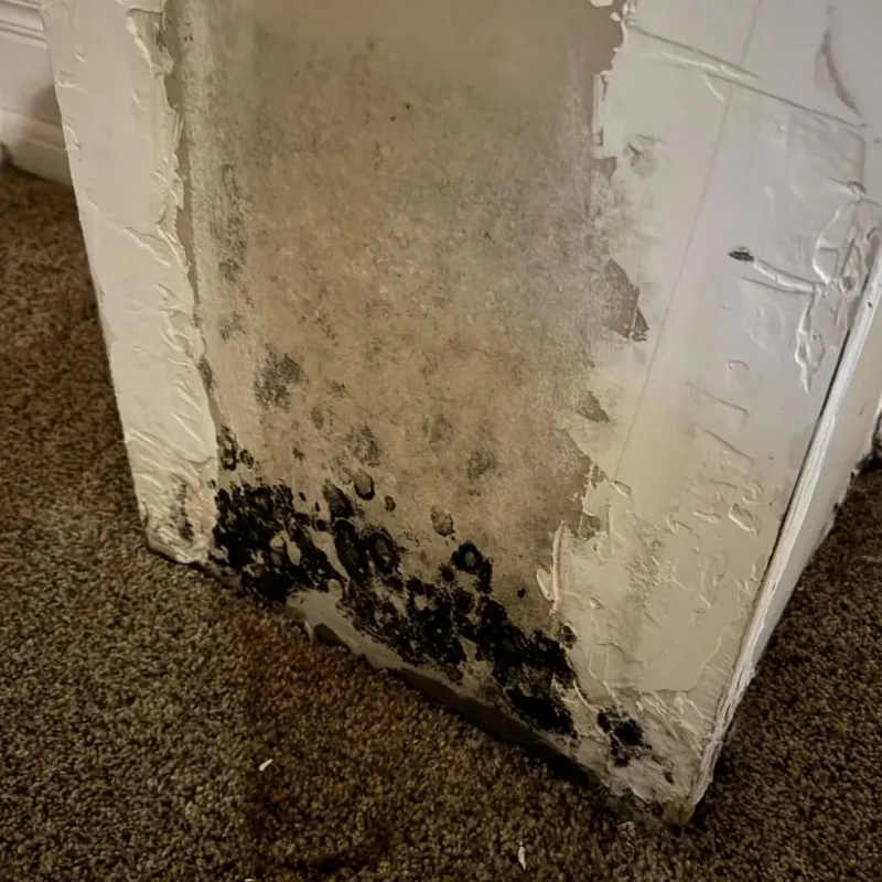 Professional Mold Removal in Wayne County, PA